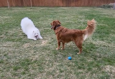 Supervised doggy daycare in Walla Walla