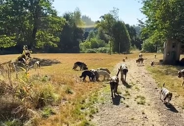 a dog is walking down a path with a dog