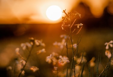 sun set flower field