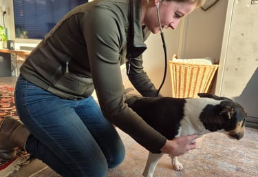 Onderzoek hond dierenarts De Dijk Leerdam