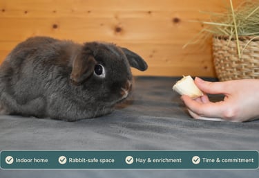 Henrietta - chocolate doe at Hot Cross Buns, demonstrating her cautious, alert temperament