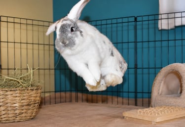 Hot Cross Buns' broken chinchilla buck doing a joyful binky
