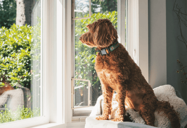 Malvern Dog Care