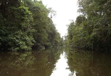 borneo kinabatangan river cruise