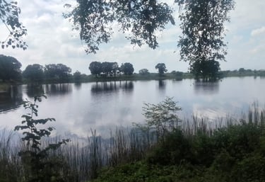 pond
