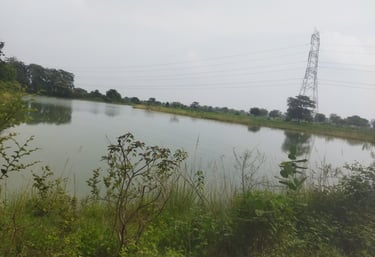 pond