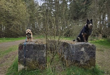 Rory & Bruce on an Adventure walk