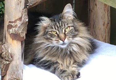 katten trimster liefde geduld