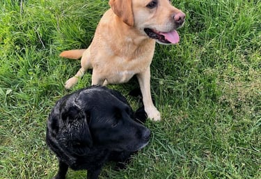 Deux labradors, en balade éducative et séance d'éducation canine, dans l'herbe