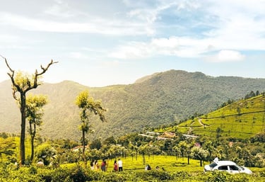 Chennai to Ooty trip – vibrant tea estates and scenic views enjoyed by tourists.