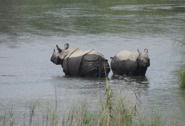 rhino in the river