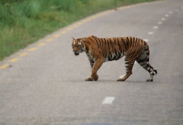 tiger cross the road