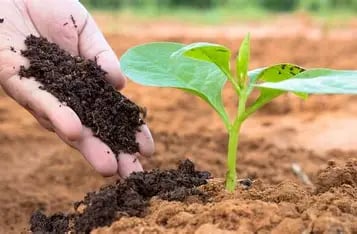 Organic VermiCompost
