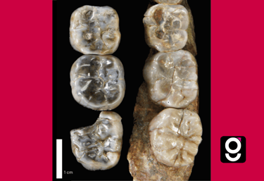 Nova espécie Australopithecus descoberta na Etiópia tem 2,6 milhões de anos
