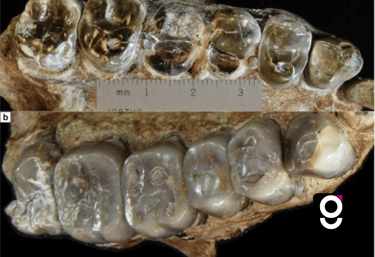 Nova espécie Australopithecus descoberta na Etiópia tem 2,6 milhões de anos