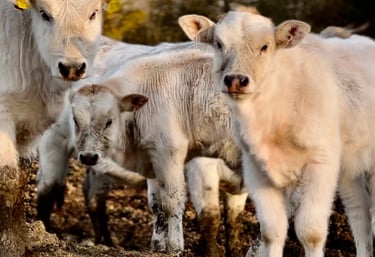 Cows and calves on an Emilia-Romagna farm, representing sustainable and local farming