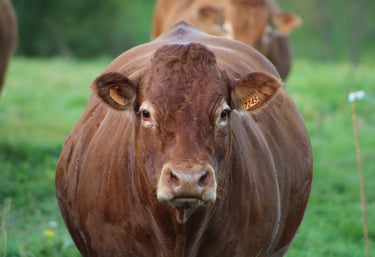 Une vache regardant la caméra