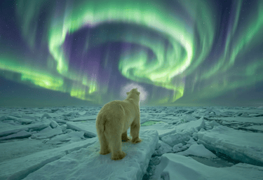 Polo Norte — el oso polar y la aurora boreal.