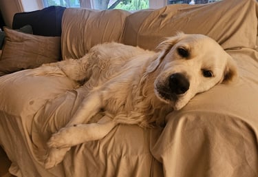 Pet Sitting this golden retriever in Leslieville, Toronto