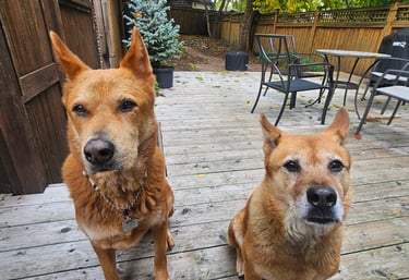 dog walk, backyard visit for two dogs in the beaches