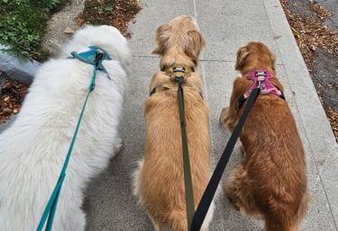 Dog walking in Leslieville, Toronto