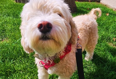 private dog walk on leash in riverside