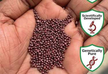 A hand holds a pile of Nexgen seeds, showcasing their bold, strong, assured germination, scientifically developed
