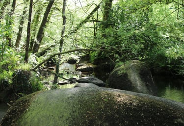 Foret nature énergie 
