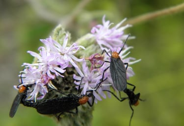 lovebugs on a purple flower