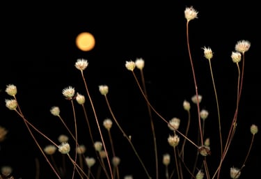 Menopause and Menstrual Cycles