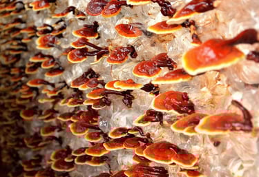 mushrooms in Chinese medicine