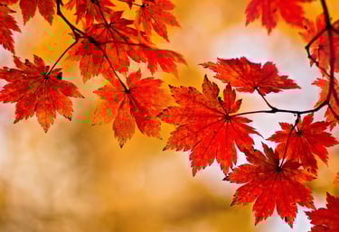 Li Qiu - Beginning of Autumn