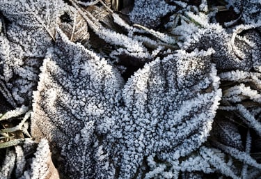 Shuang Jiang - Frost Descends