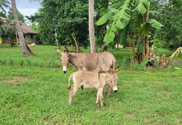a baby donkey with his mother