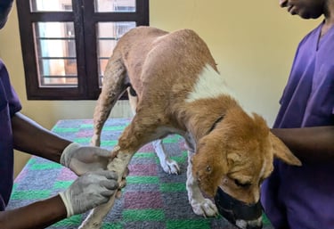 Dog get mango worms removed at AAK