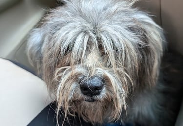 a dog waiting for treatment and brooming