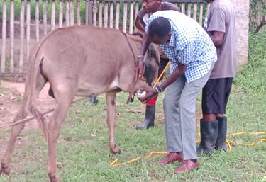 a man is giving a donkey a hoof treatment at aak farm