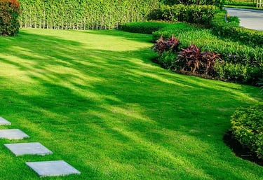 lawn grass in Vijayawada