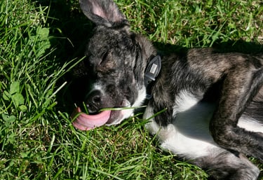 Hunde Allergieberatung online
