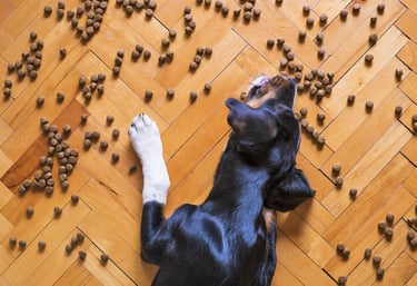 Dogzw Erding Ernährungsberatung Hund