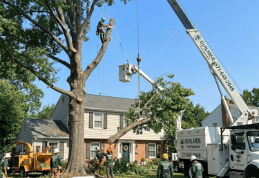 Licensed crew removing a large tree with crane and safety gear on a residential property.