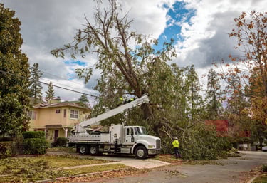 Safe and efficient tree removal services to enhance your property’s beauty and safety.
