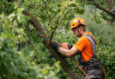 Professional tree trimming to maintain health and aesthetics, ensuring your trees thrive beautifully.