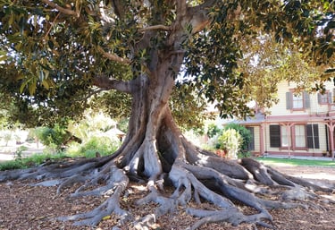 Shinn Park in Fremont with a large tree with roots spread out on the ground.