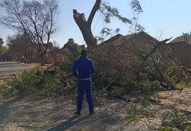 Cutting and Stump removal in Edenval, Johannesburg