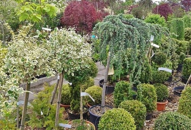 Tuincentrum Bodenstaff. Prachtige bloemen en planten voor grafbeplanting.