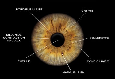 Yeux Iris