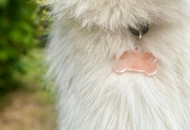 médaille chien taille pour Bouvier bernois, Saint-Bernard...