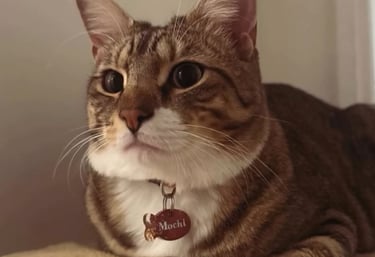 médaille chien et chat, teckel, chihuahua