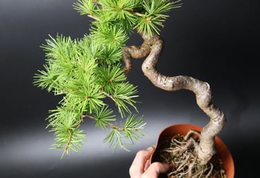Shop online Bonsai Trees UK Delivered Japanese mini yamadori gift pine larch yew cascade literati Shohin mame pots tools wire